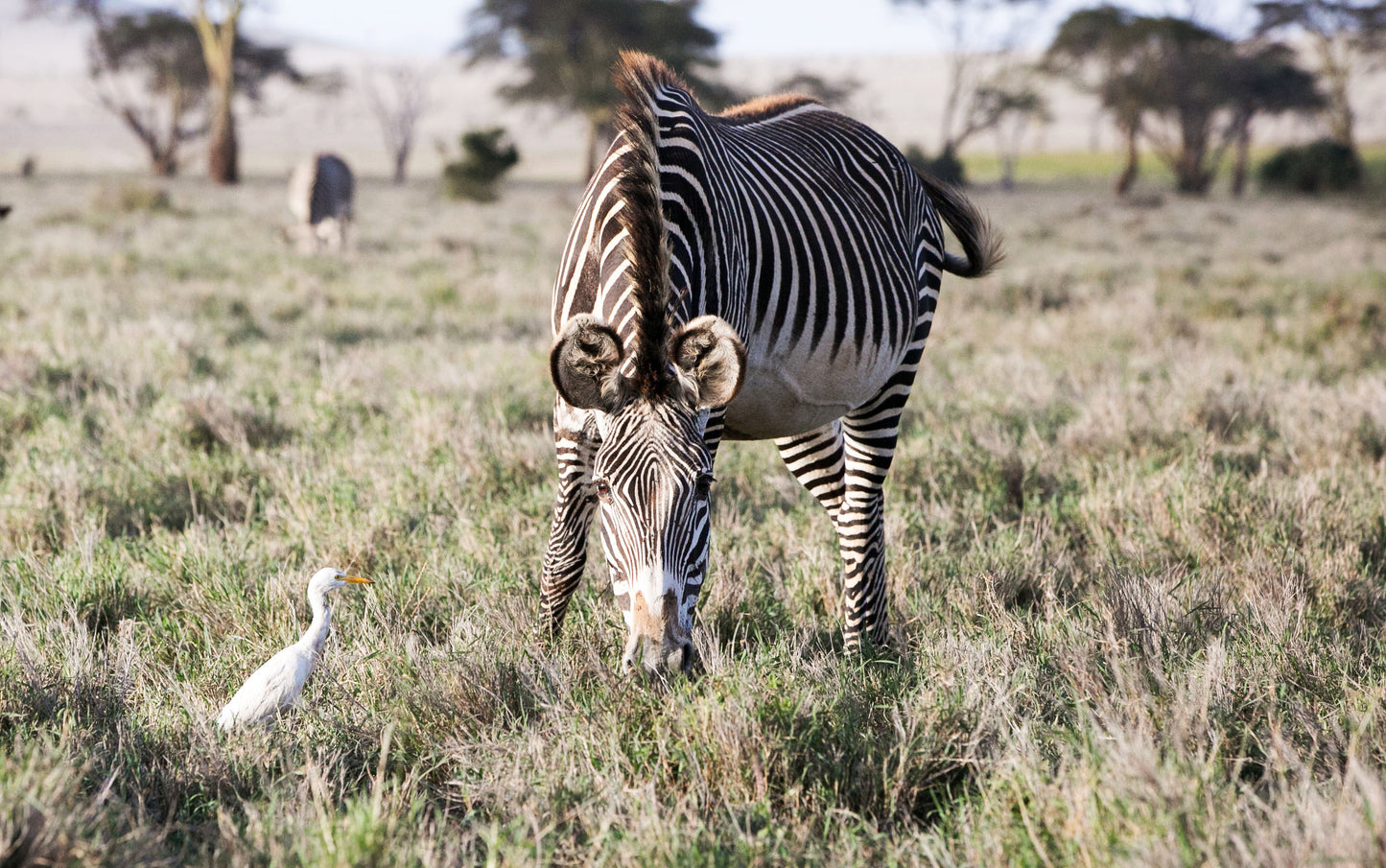 International Zebra Day!
